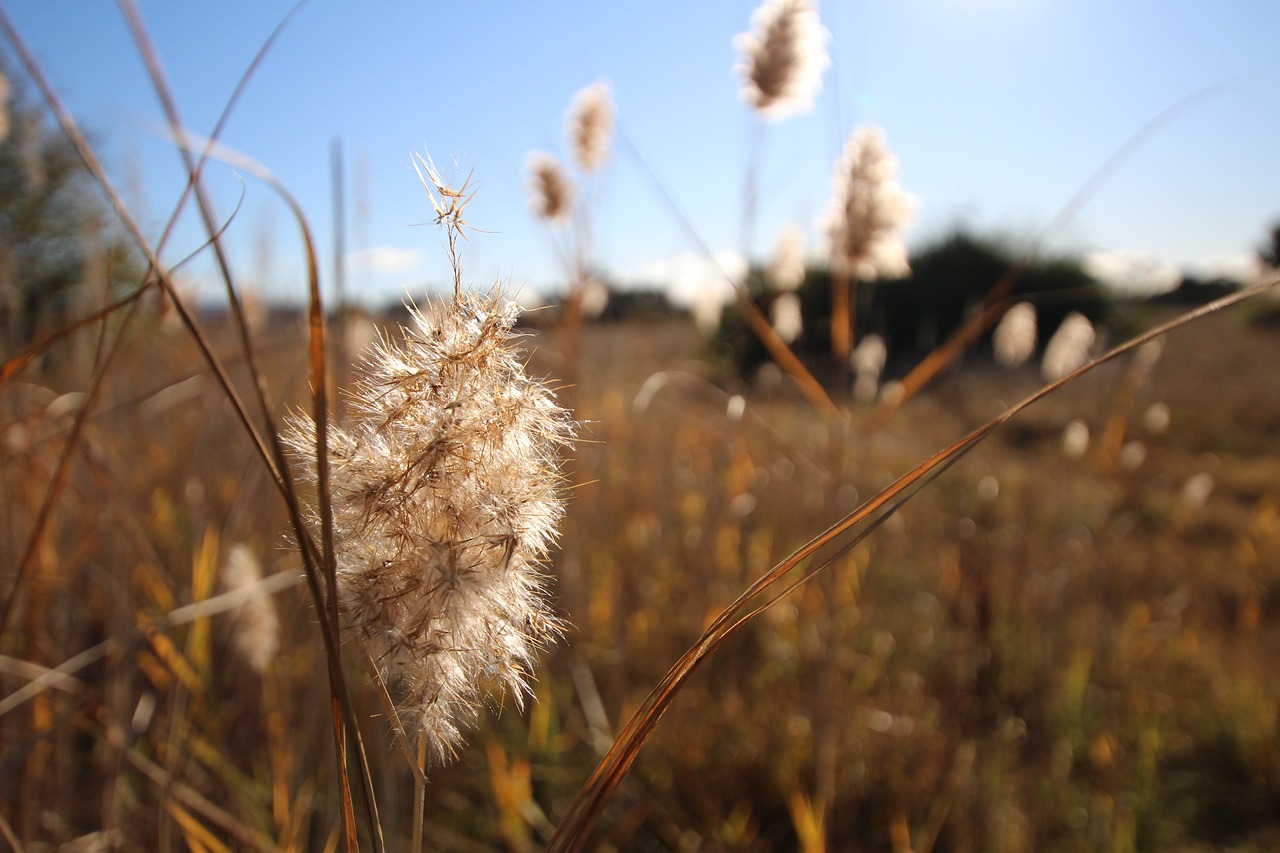 fields dry grass blue sky free photo