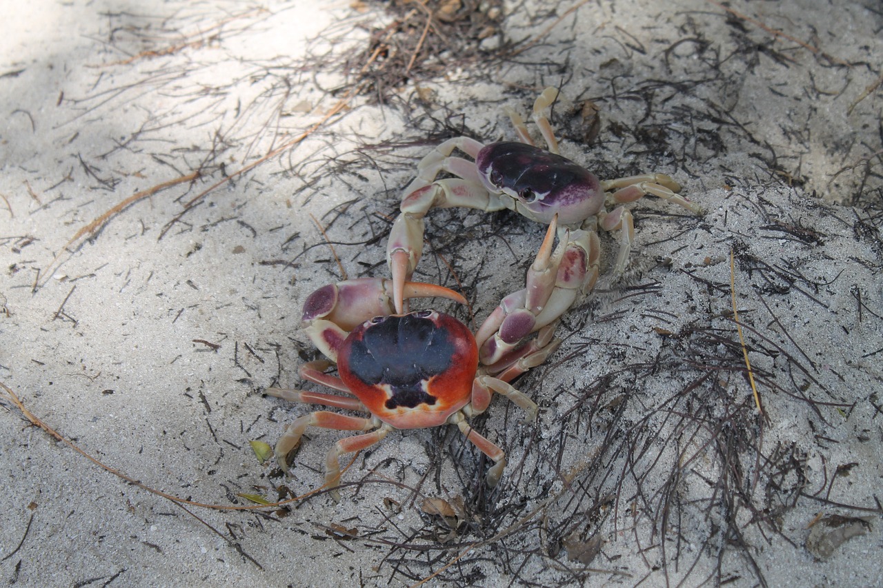 crabs beach nature free photo