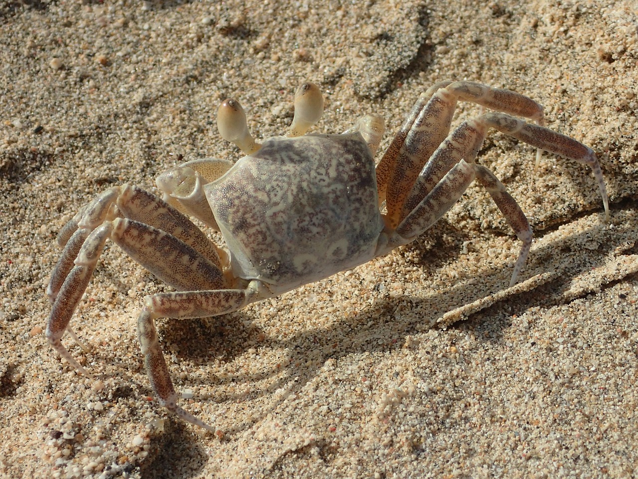 crab beach shellfish free photo