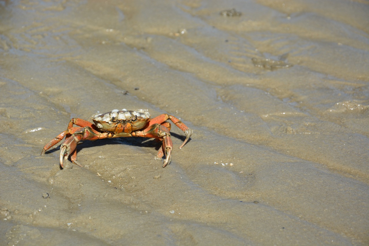 cancer sea beach free photo