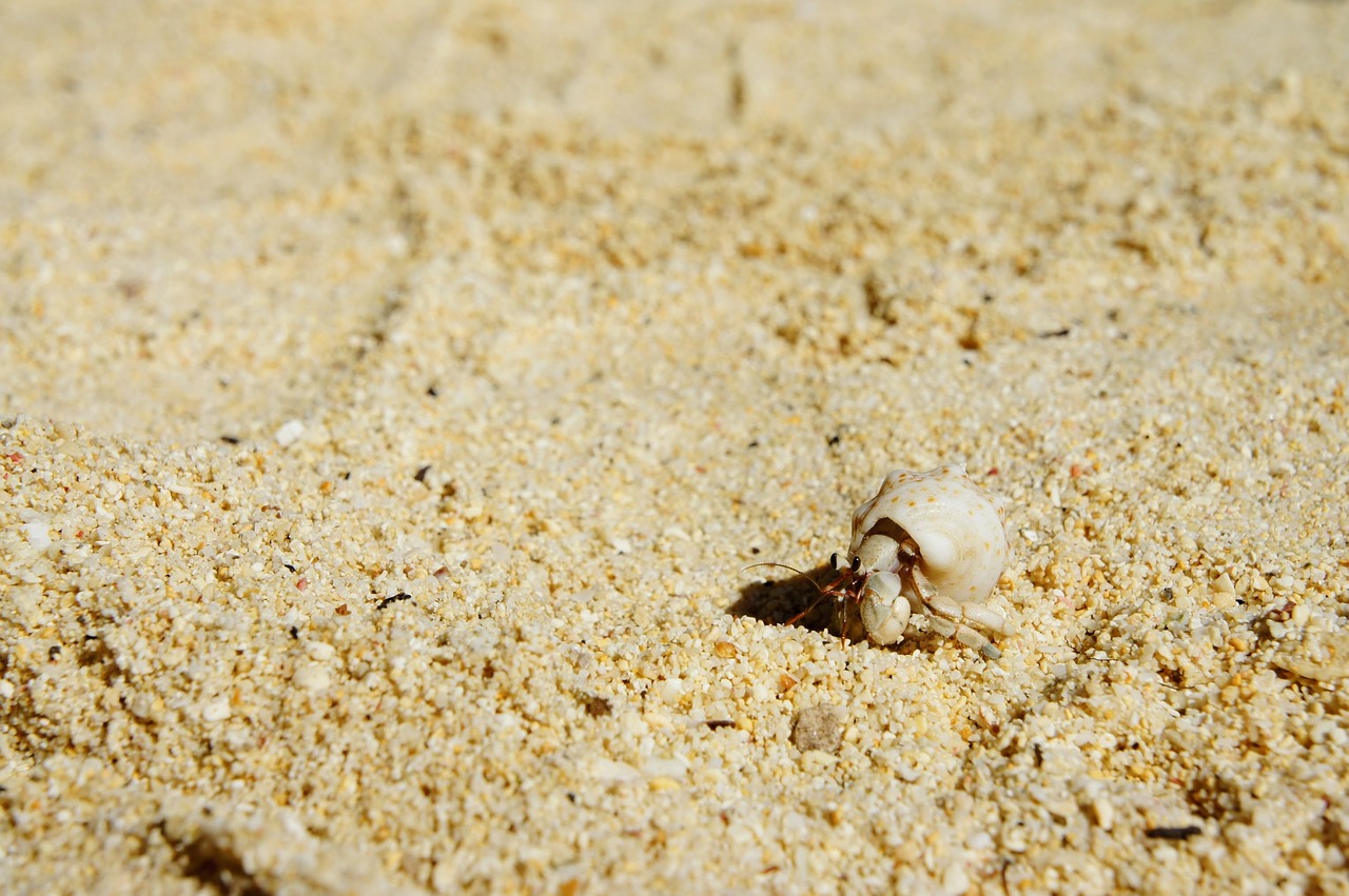 cancer shell beach free photo