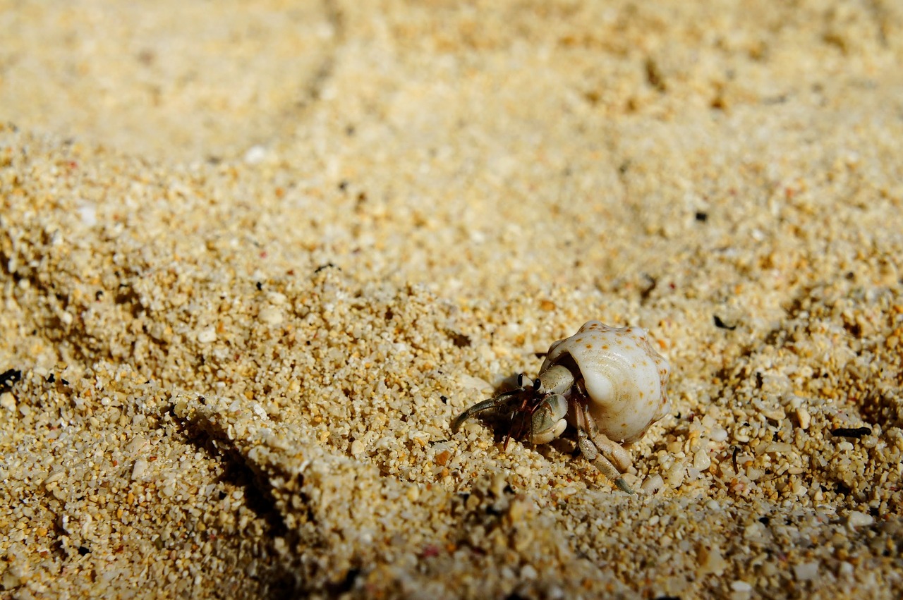 cancer shell beach free photo