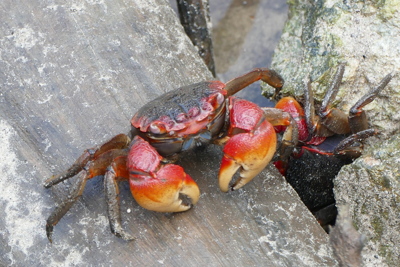 cancer crab animal free photo