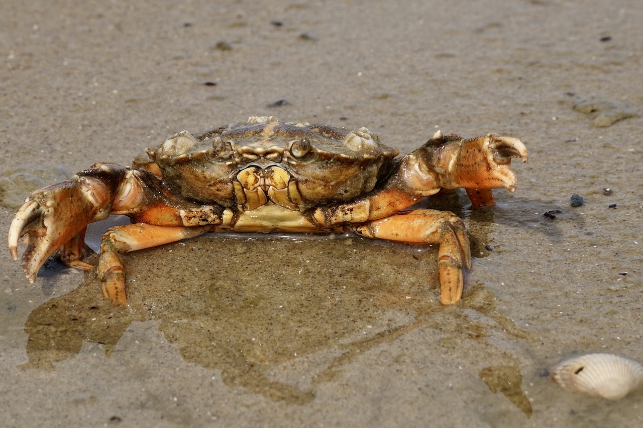 cancer crab shellfish free photo