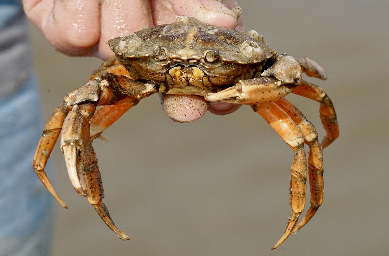 cancer crab shellfish free photo