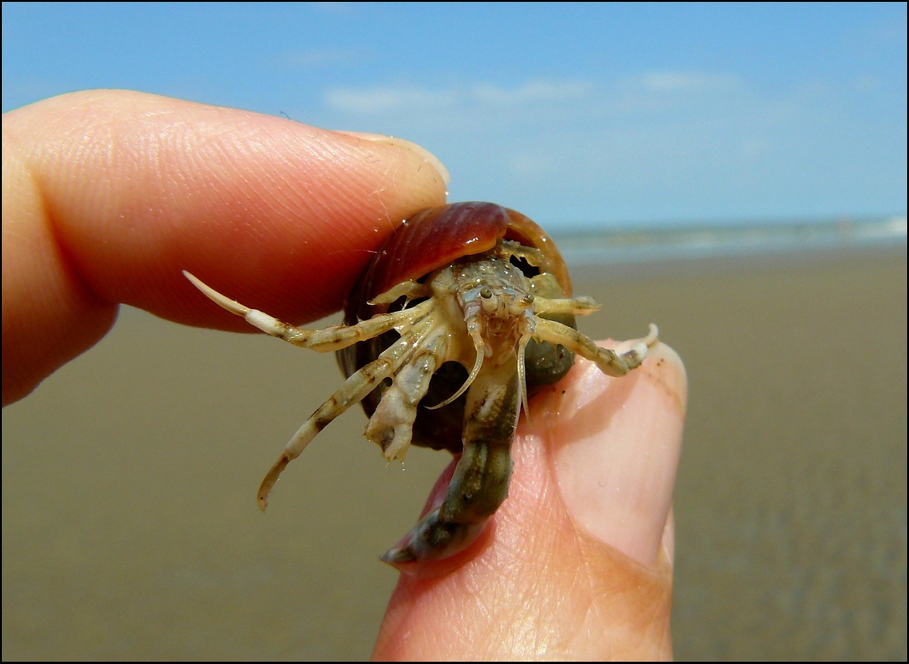 cancer crab shellfish free photo