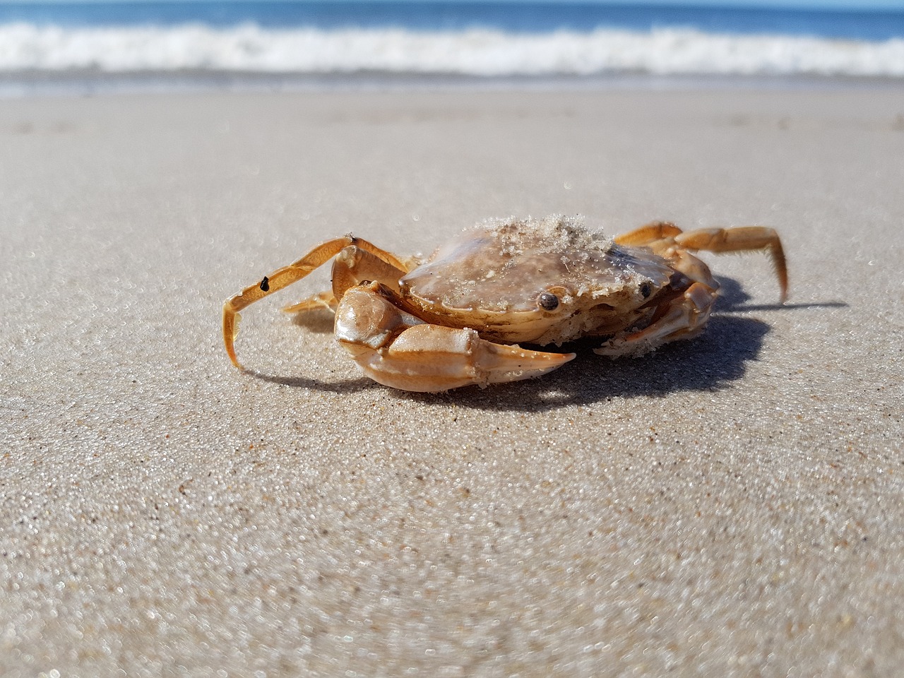 cancer animal crab free photo
