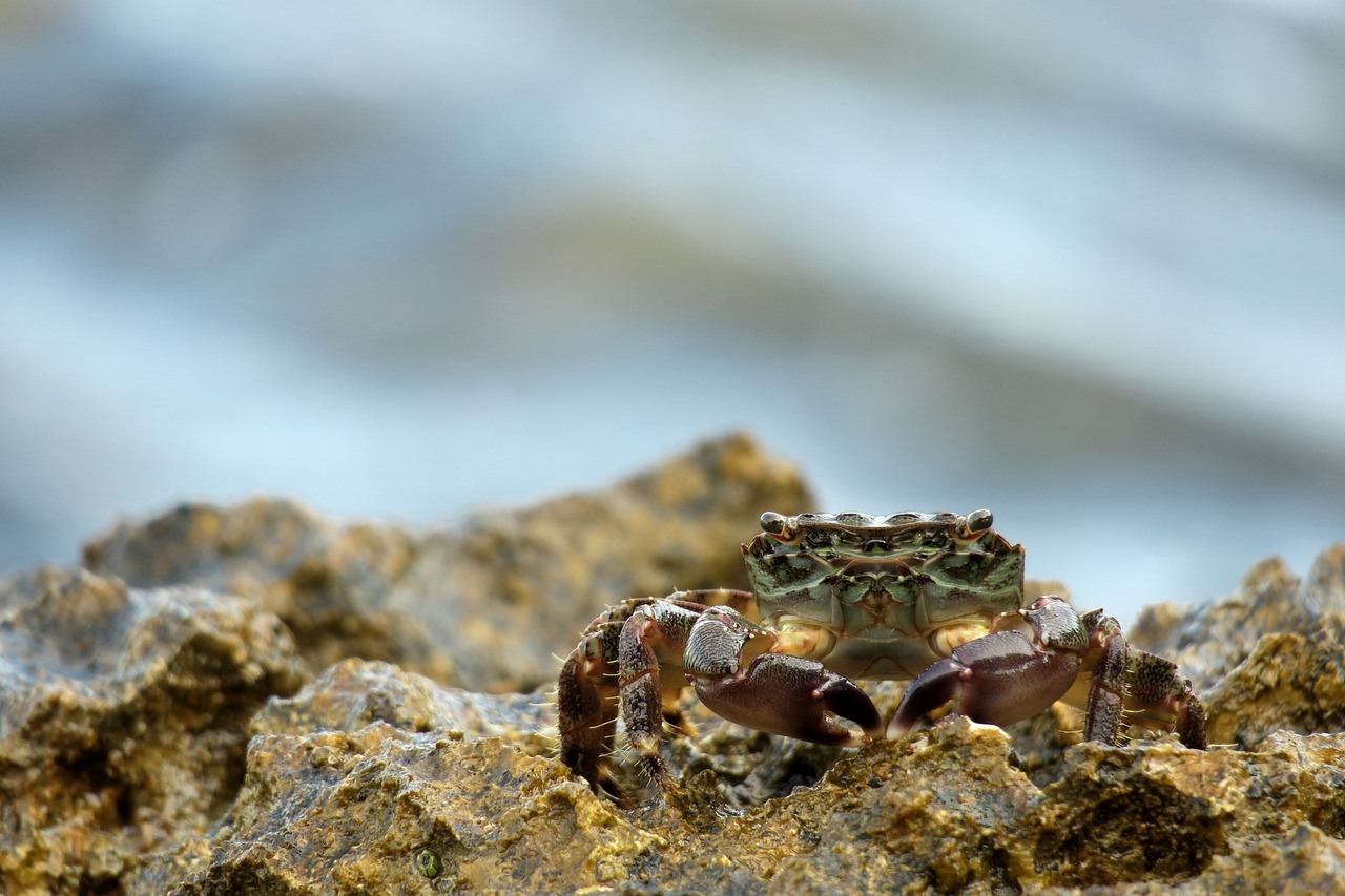 cancer  mediterranean  istria free photo