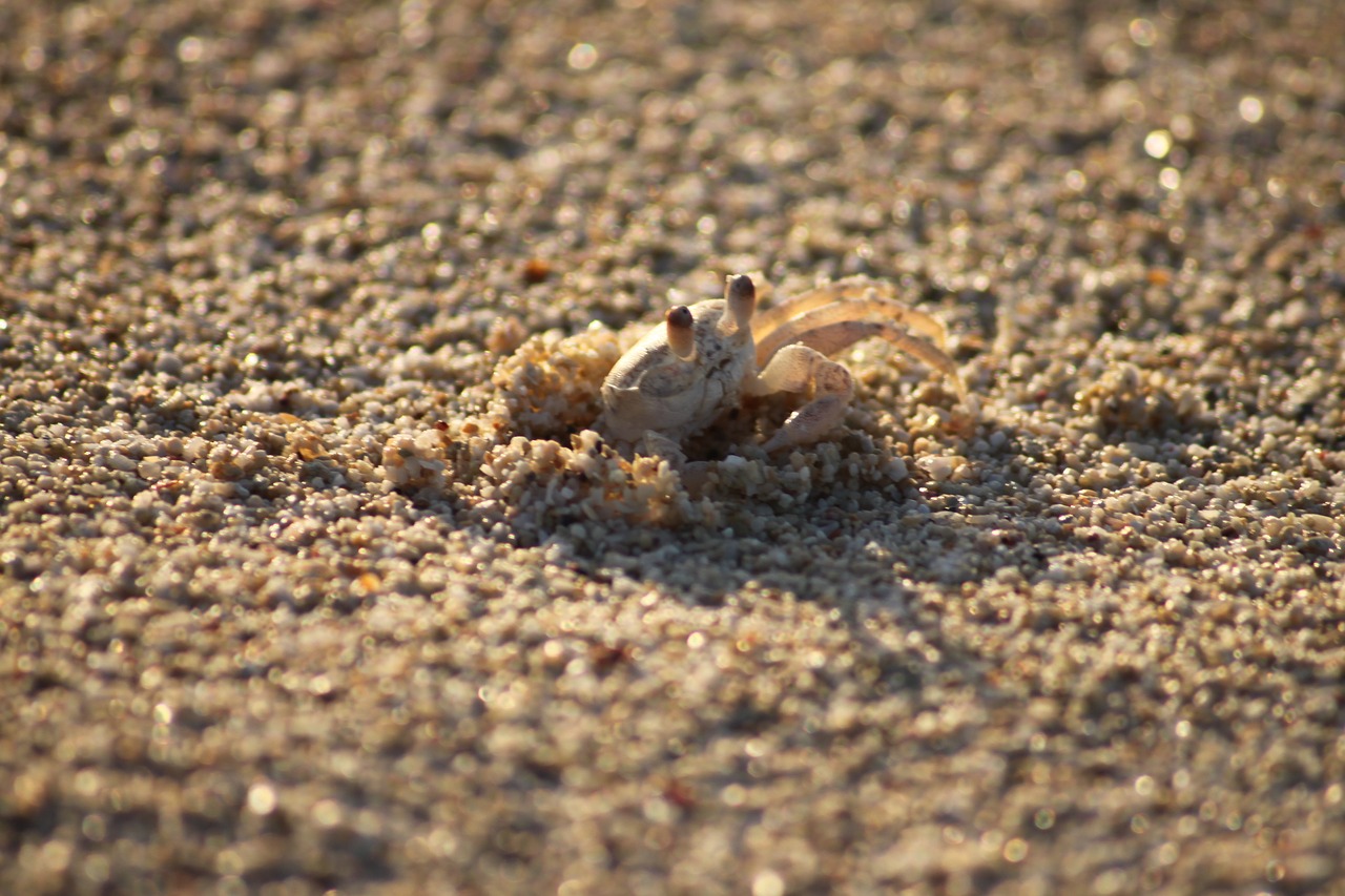 cancer  beach  crab free photo