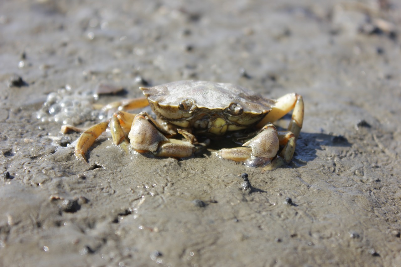 cancer  north sea  watts free photo