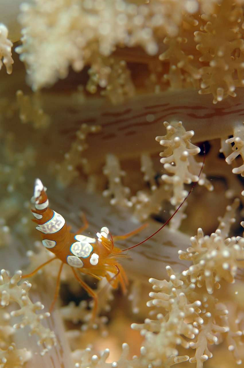 cancer underwater life sea free photo