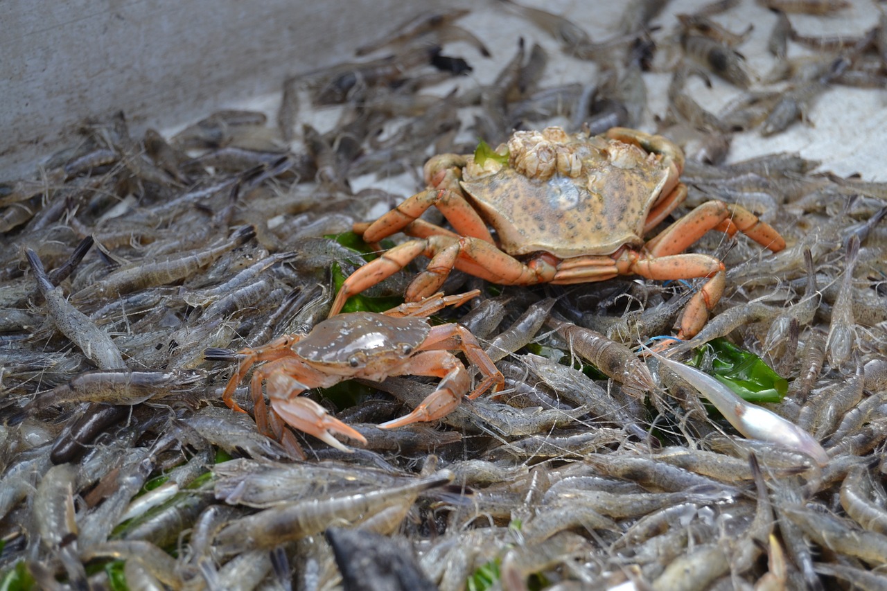 cancer shrimp north sea crab free photo