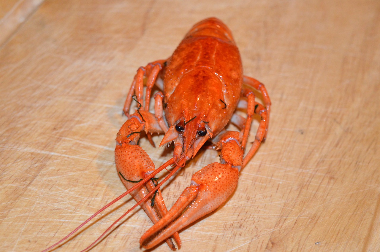 cancer boiled boiled lobster free photo