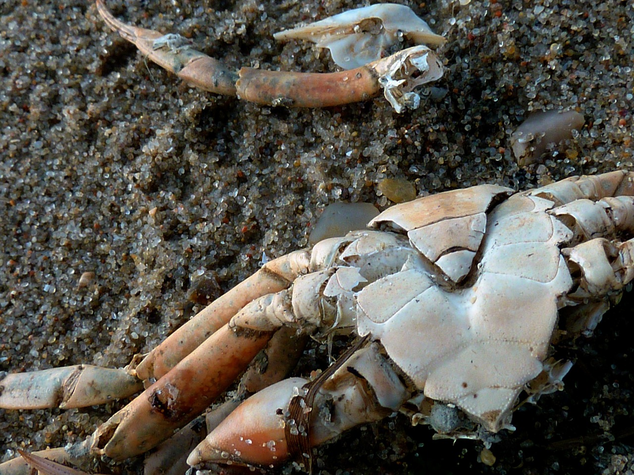 cancer panzer cancer shellfish free photo