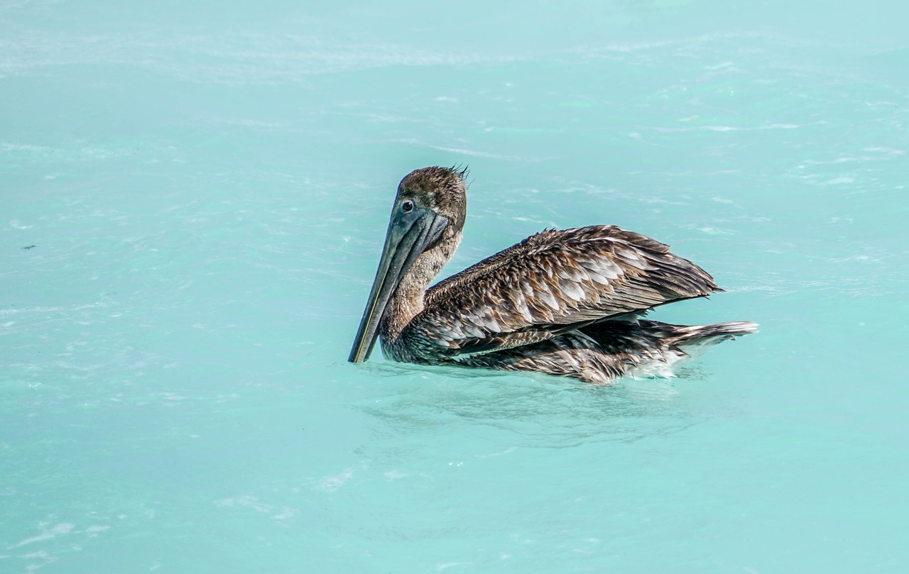 cancun mexico beach free photo