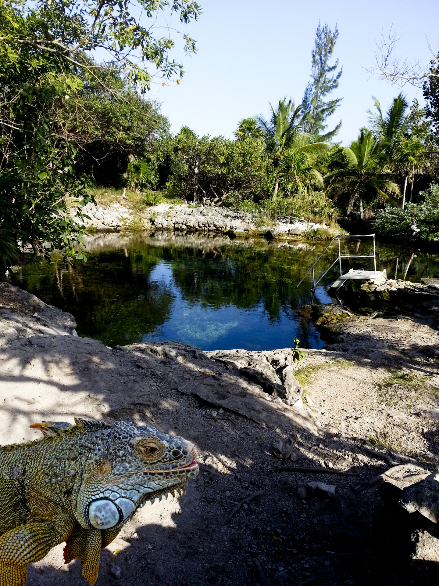iguana colorful lizard free photo
