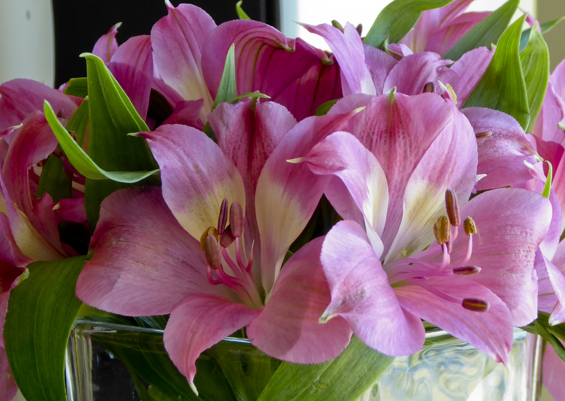 candidum lily pink hybrid lily pink lilies free photo