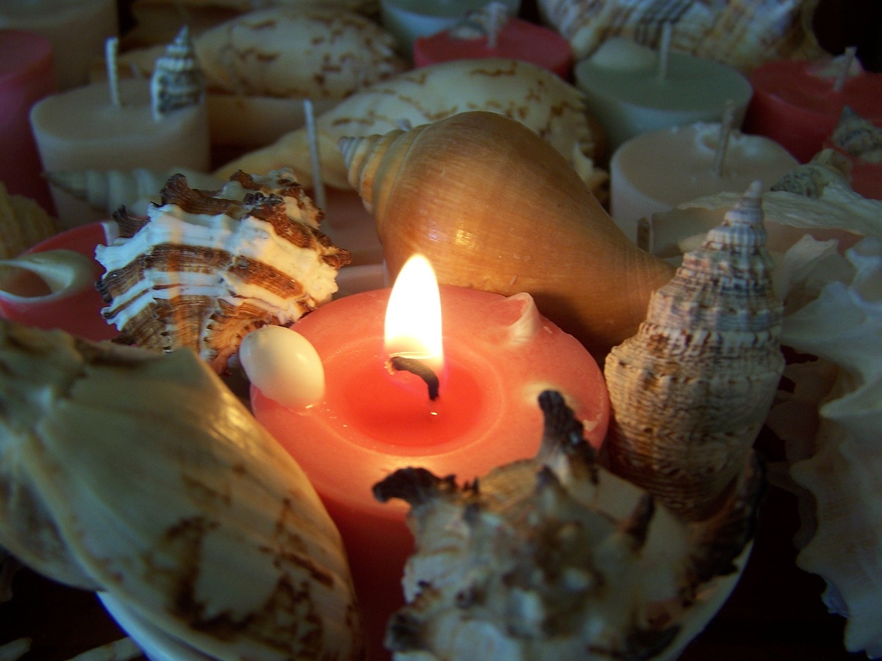 candle shells light free photo