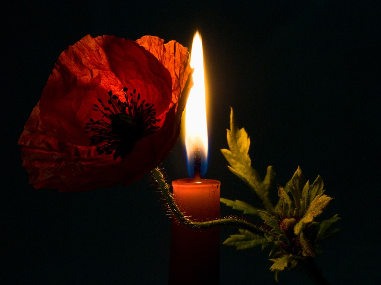 candle candlelight flower free photo