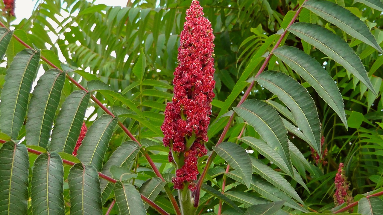 candle tree nature free photo