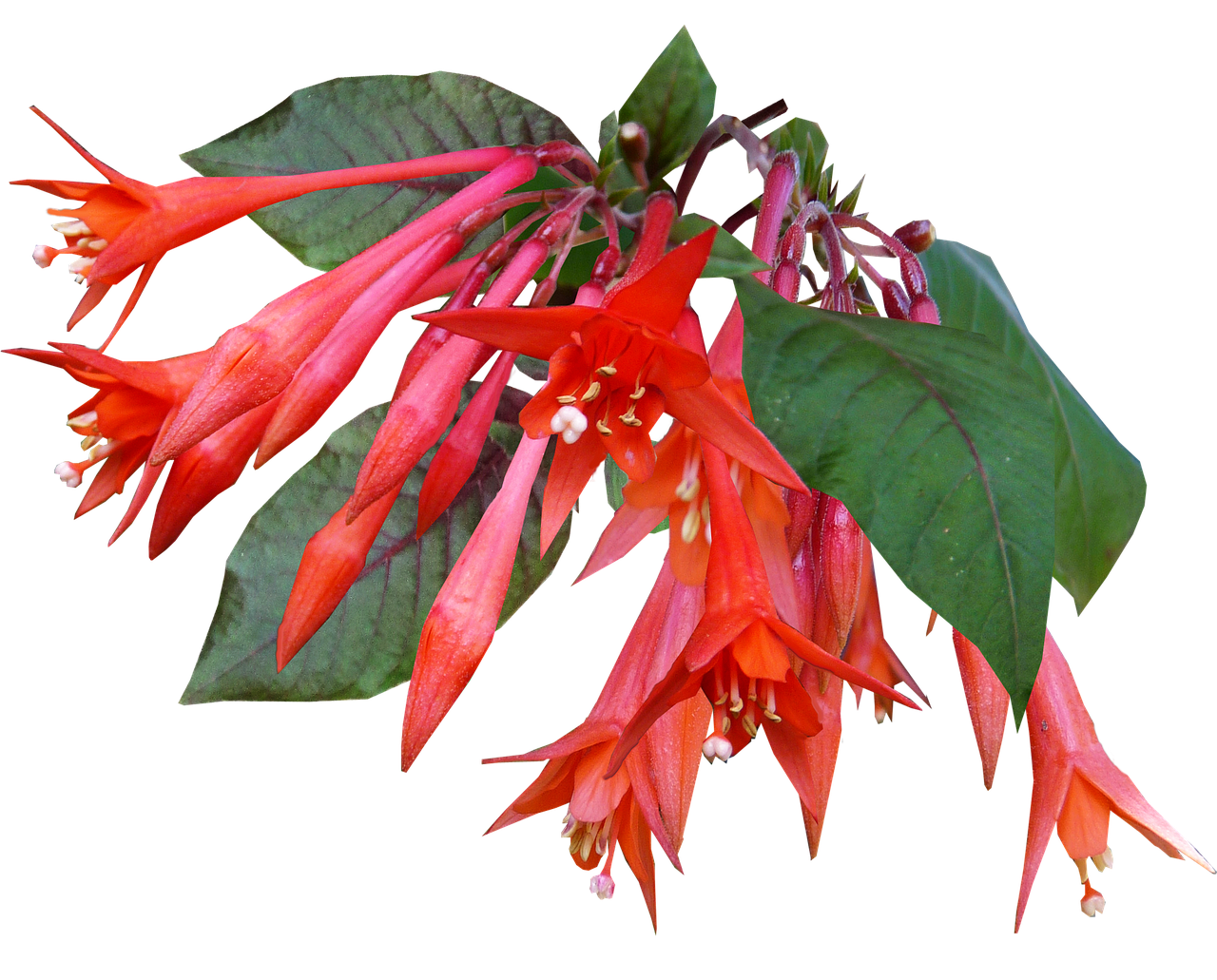 candle fuchsia flower red free photo