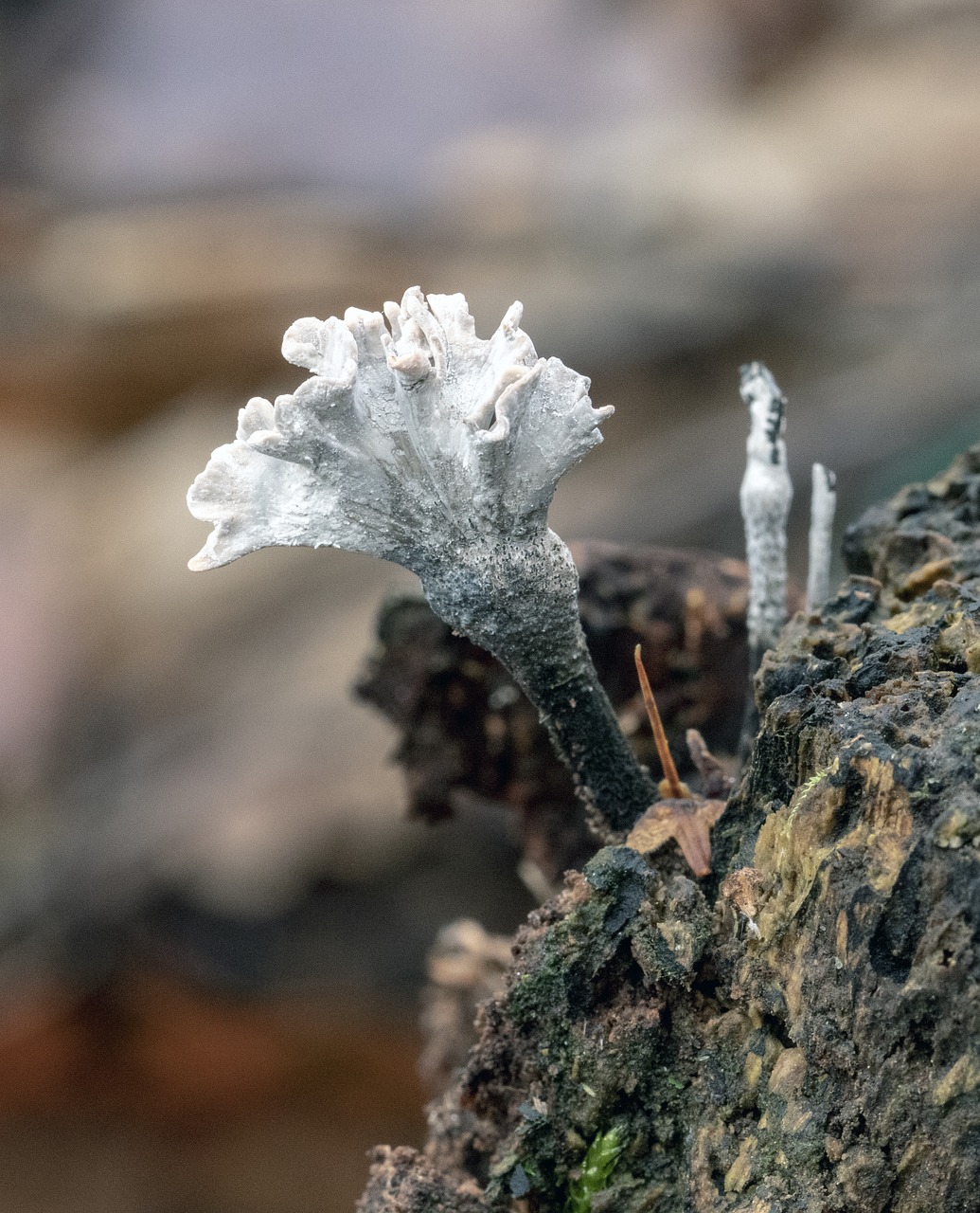 candlesnuff fungus  white  black free photo