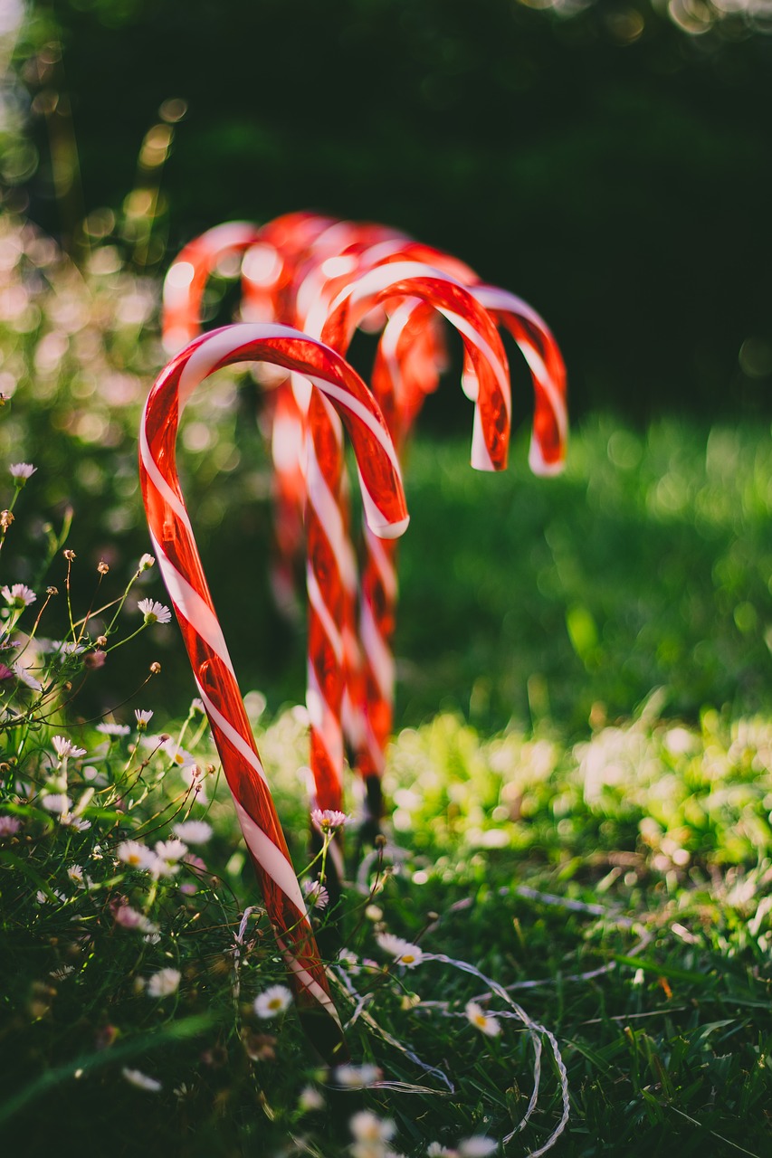 candy cane  christmas  garden free photo