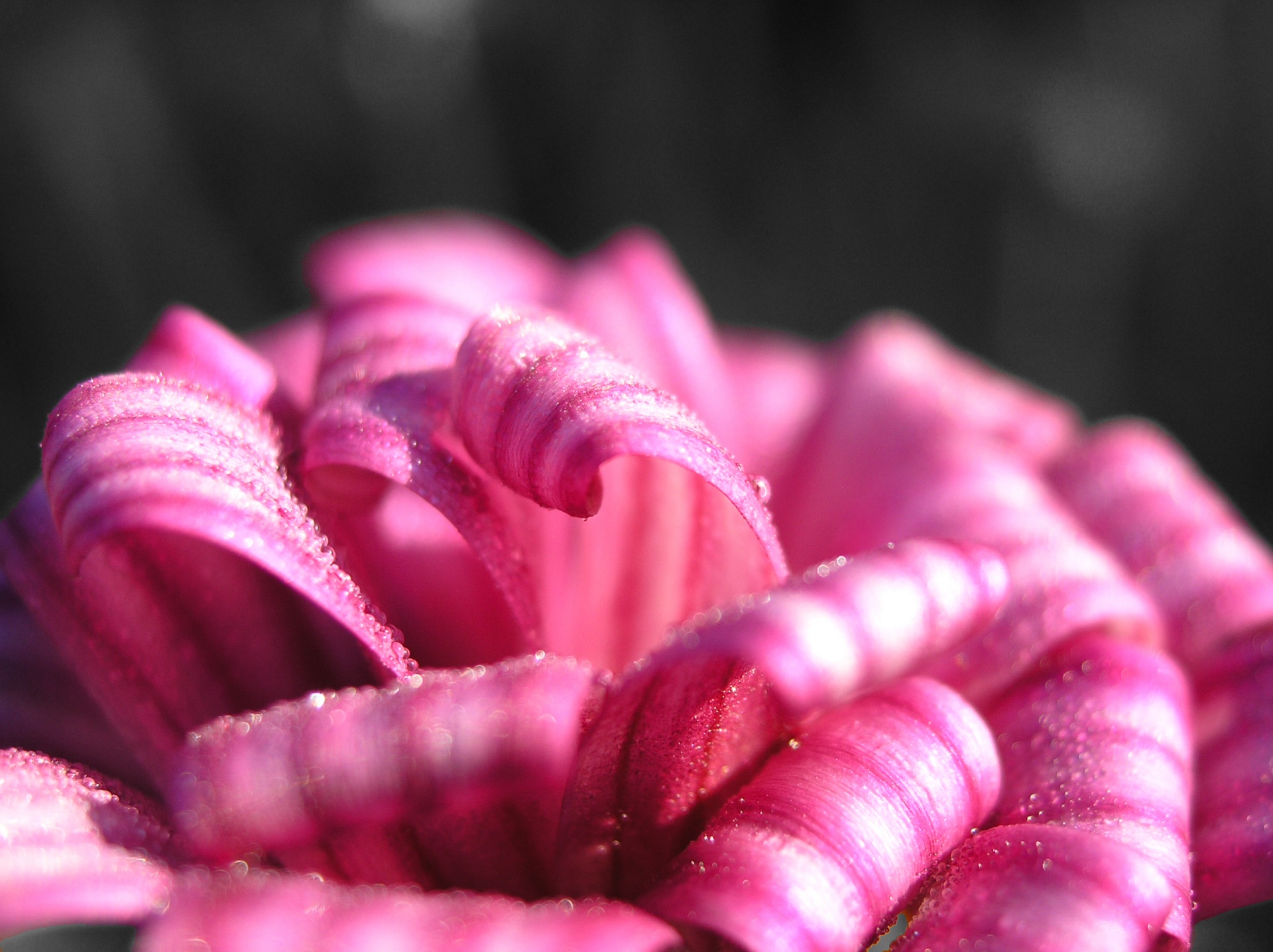 pink stripe flower free photo