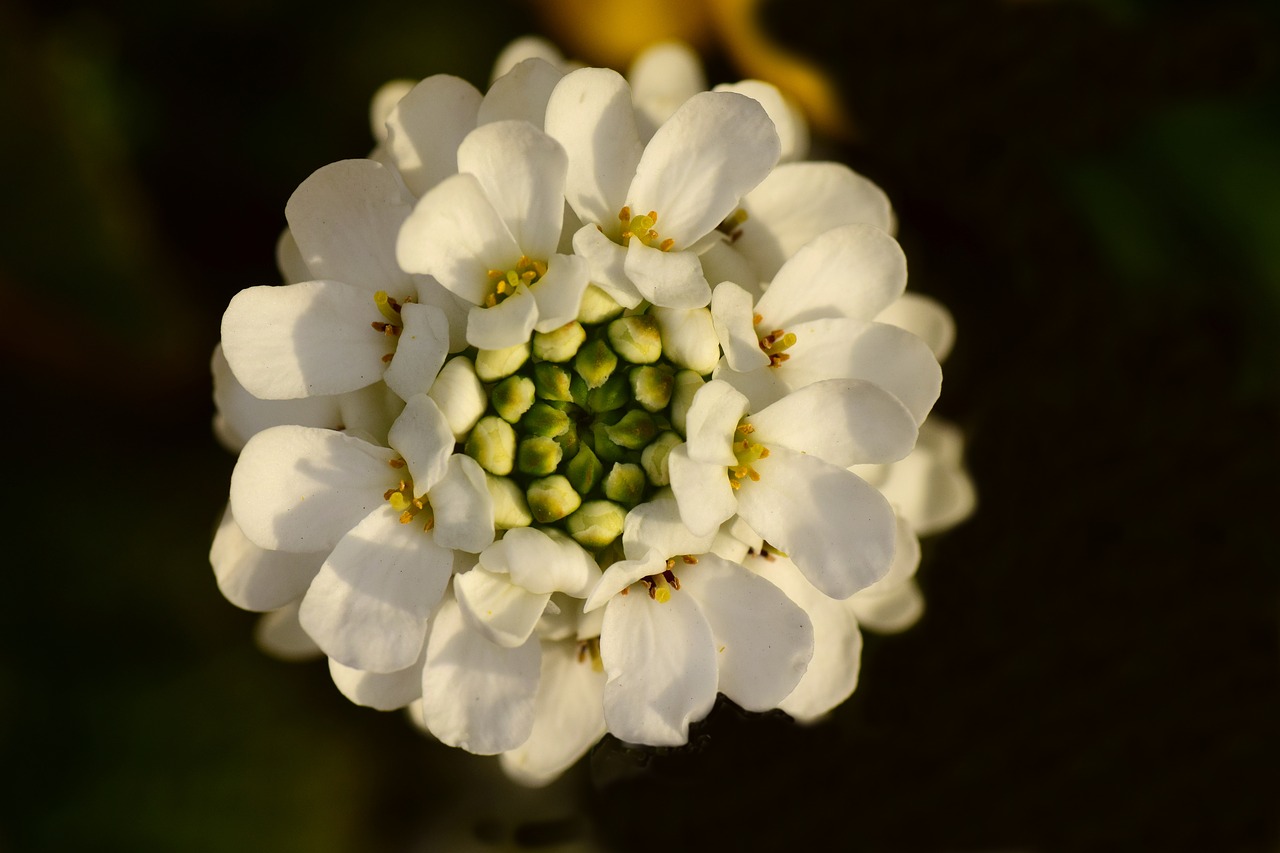 candytuft  evergreen candytuft  blossom free photo