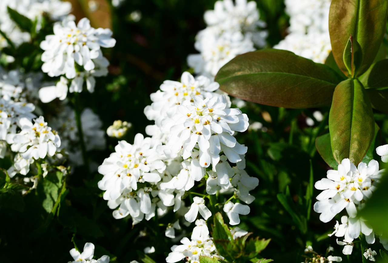 candytuft perennial evergreen free photo