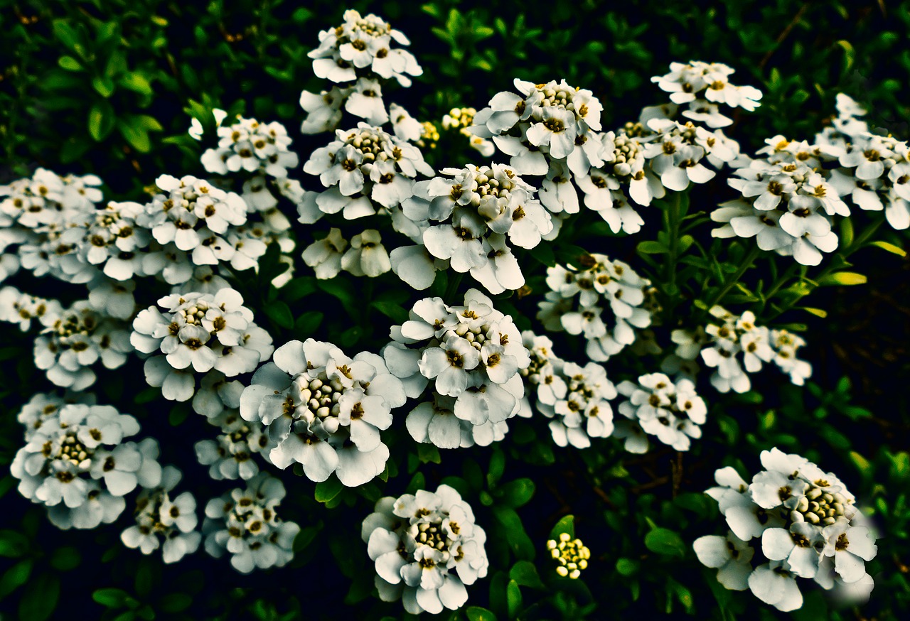 candytuft  flowers  white flowers free photo