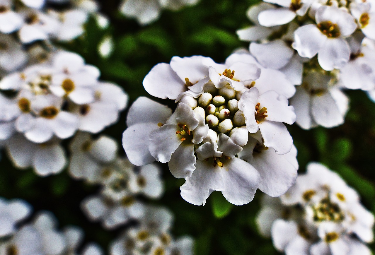 candytuft  flowers  white flowers free photo