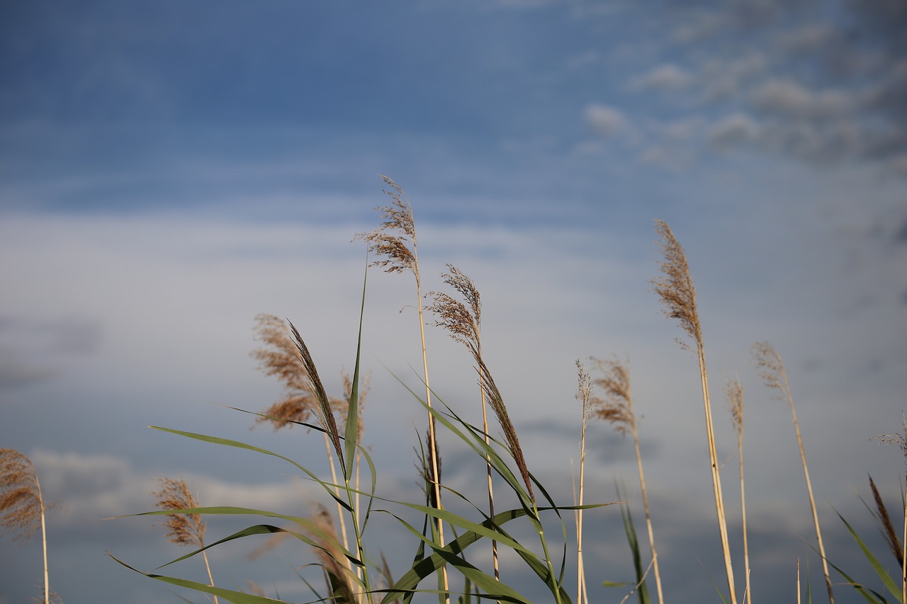 cane grass dramatic sky free photo