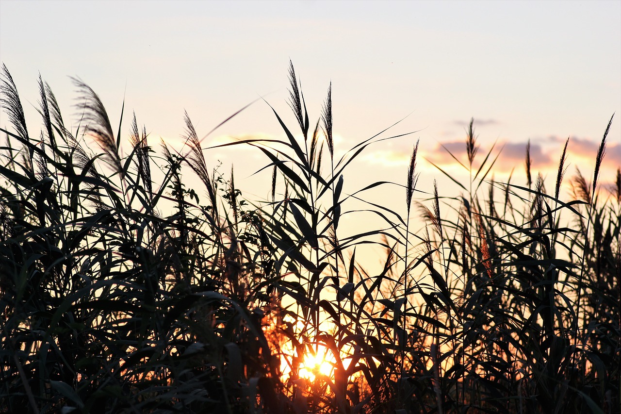 cane evening sunset free photo