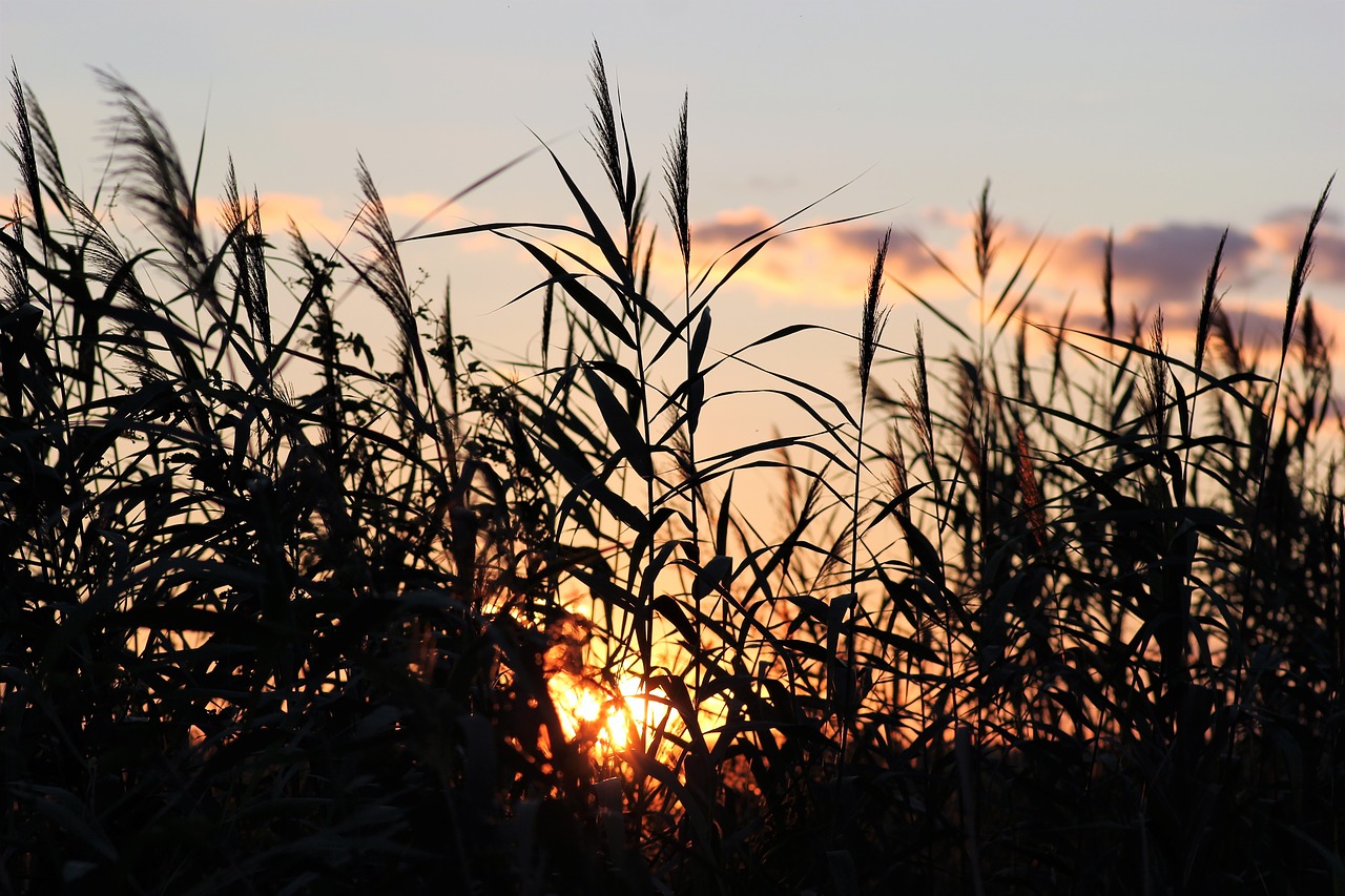 cane evening sunset free photo