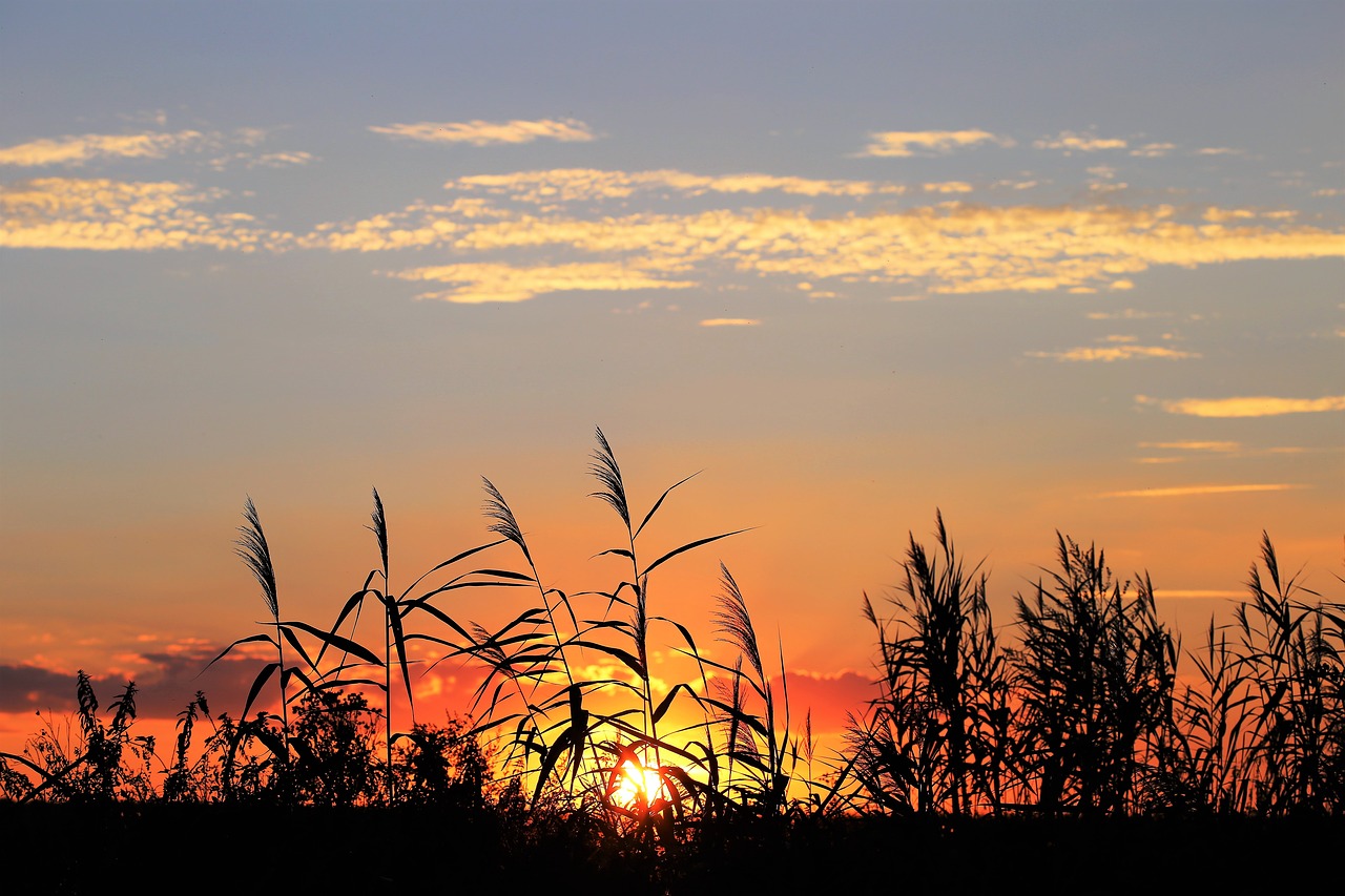 cane evening sunset free photo