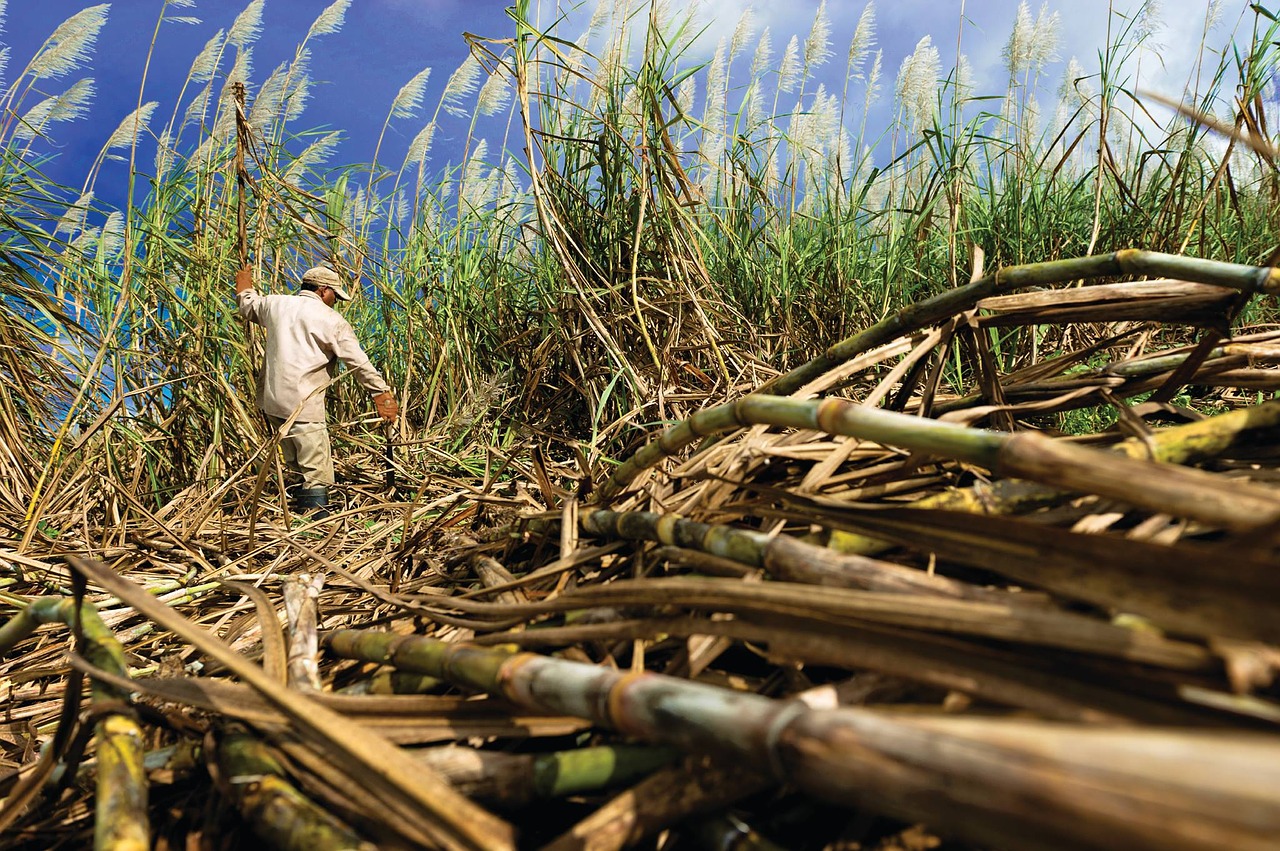 cane sugar field free photo