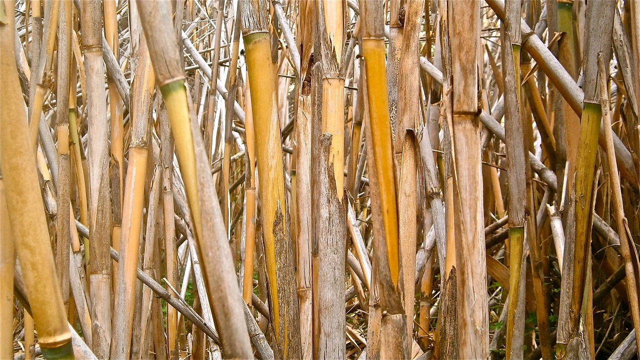 cane arundo donax stems cylindrical free photo