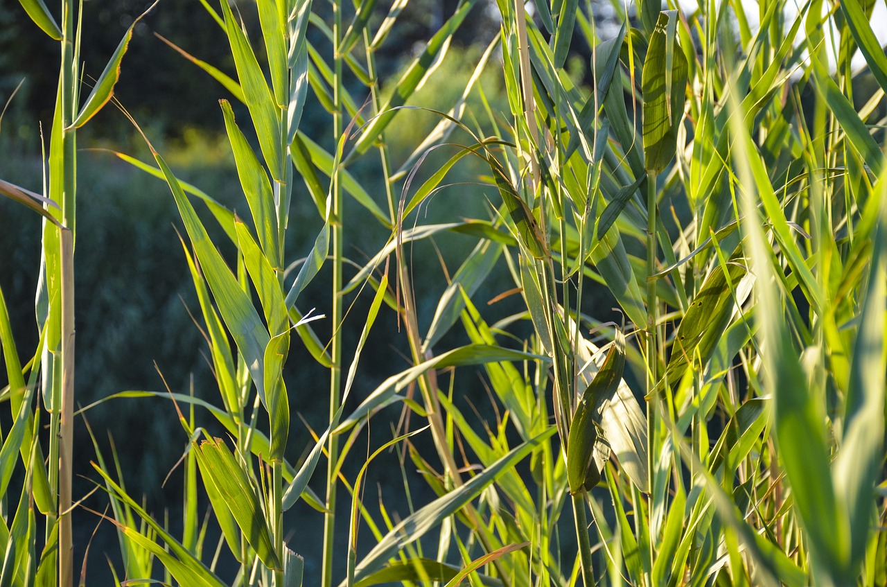 cane  green  nature free photo