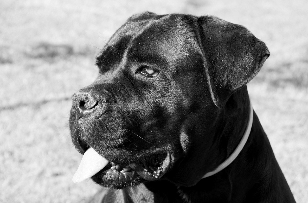 cane corso  dog  portrait free photo