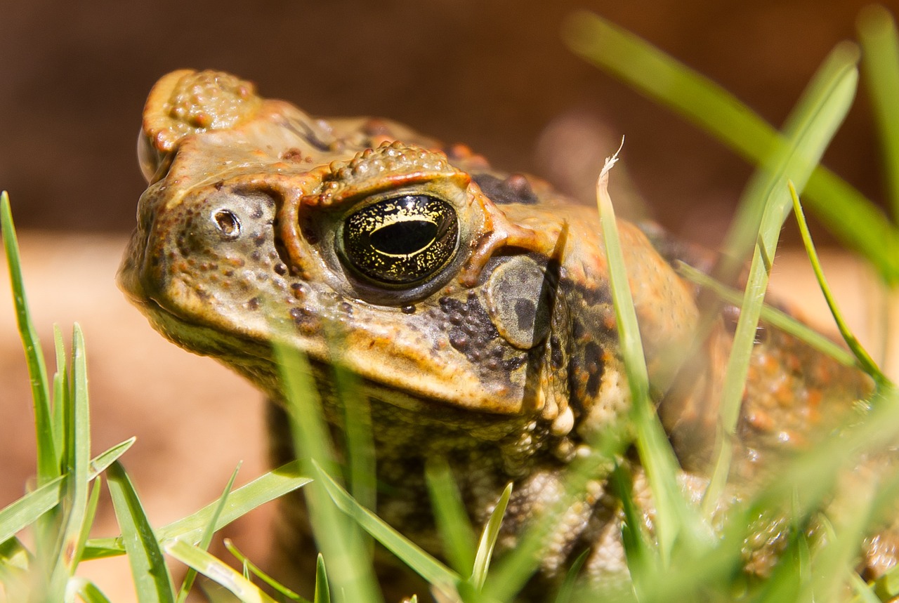 cane toad toad bufo marinus free photo