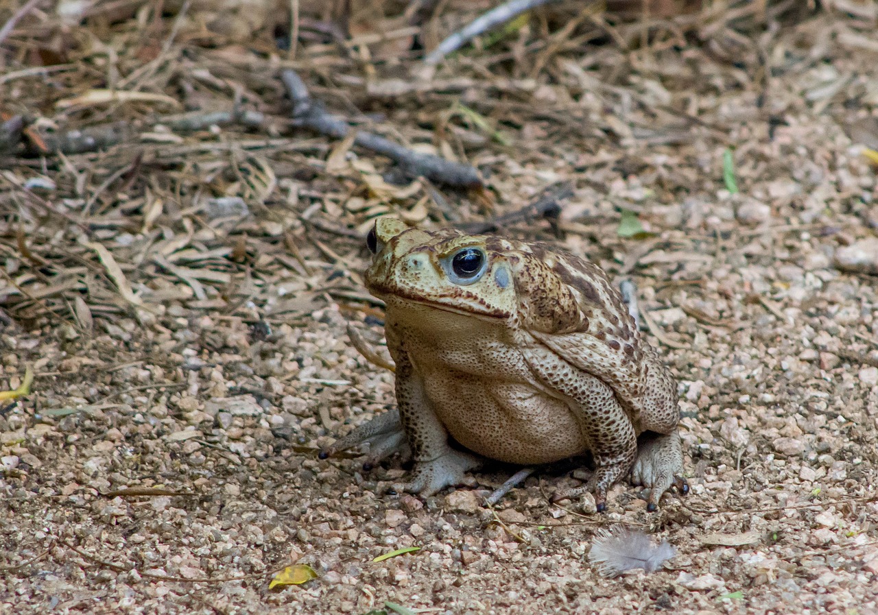 cane toad amphibian animal free photo