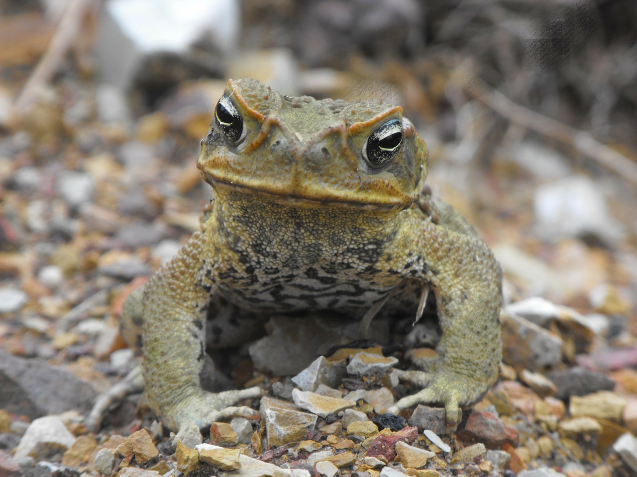 cane toad wildlife australia toad free photo