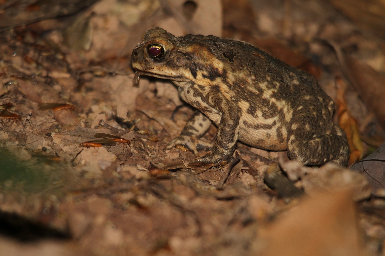 cane toad toad frog free photo