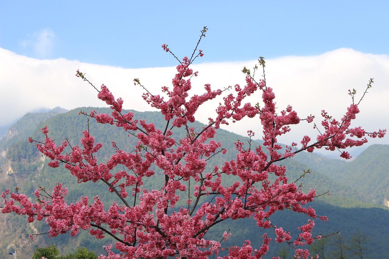 cangshan cherry blossom spring free photo
