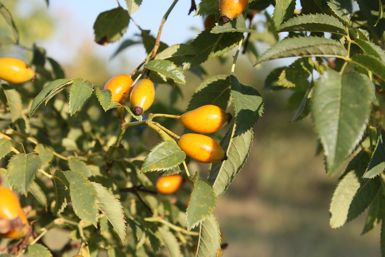 canina fruits healthy free photo