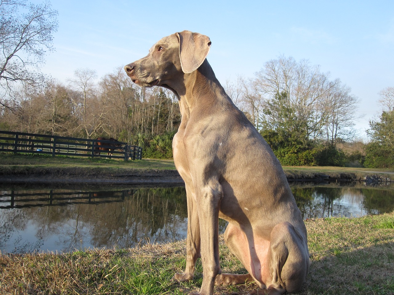 canine kid weimaraner man's best friend free photo