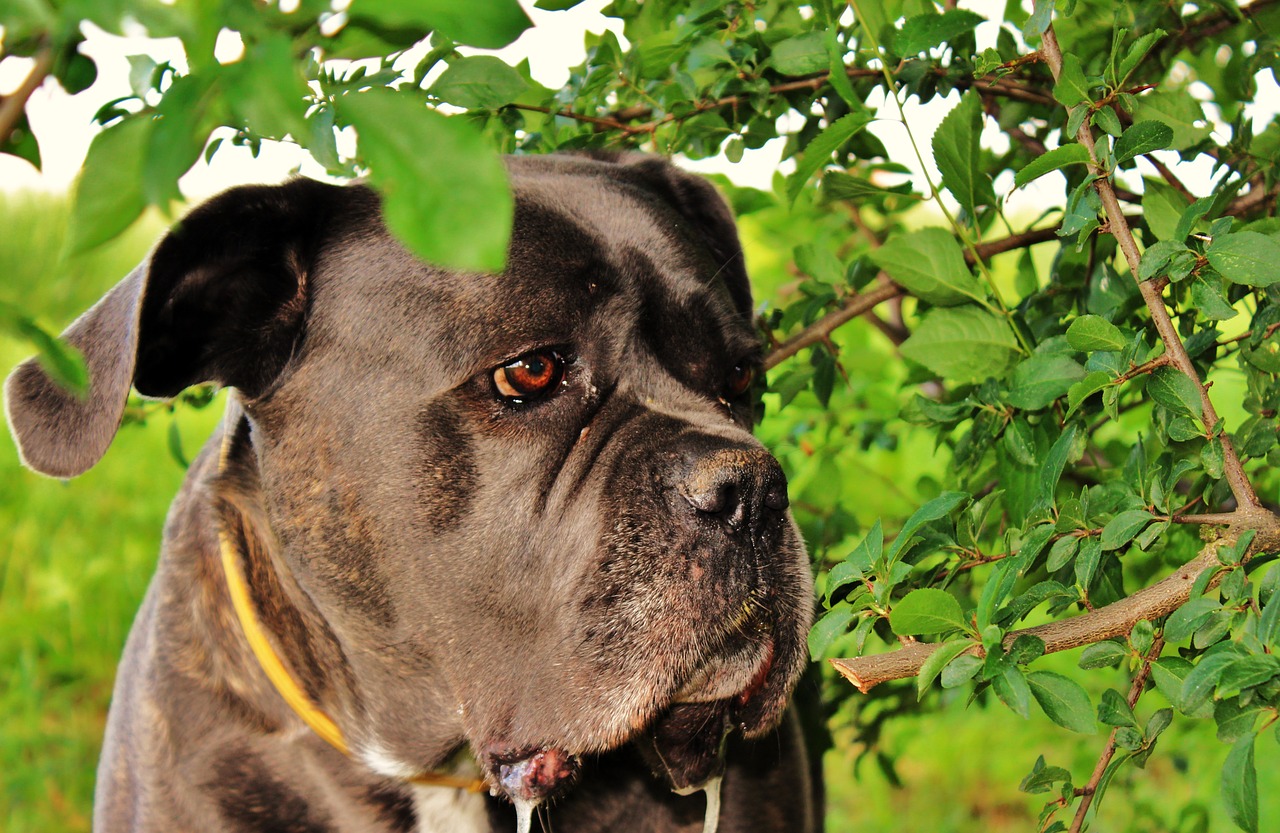 canine meditation dog summer free photo