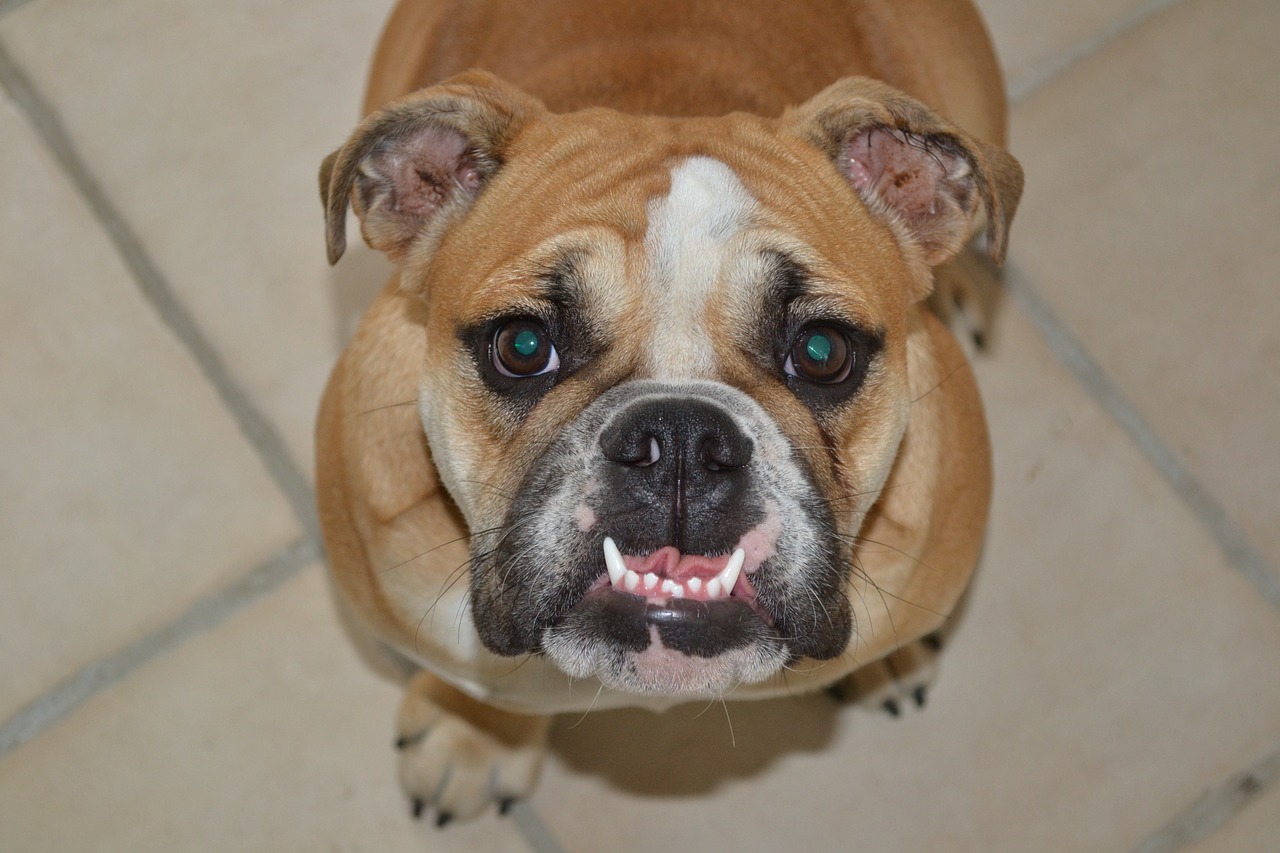 canine teeth bulldog dog free photo