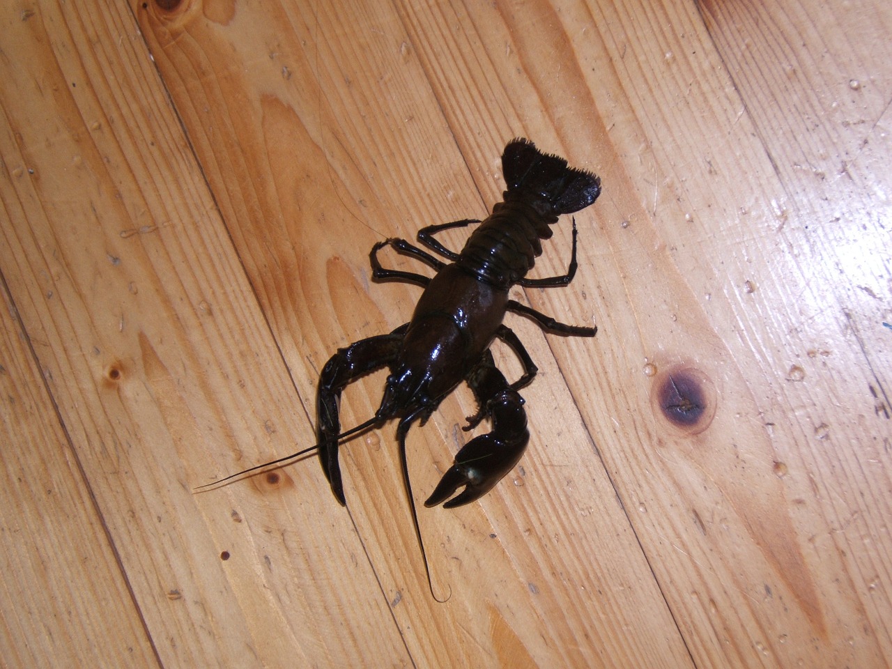 canker signal crayfish hardwood floors free photo